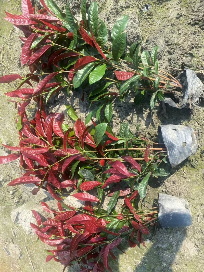 重庆红背桂批发重庆苗木基地供应各类规格红背桂基地
