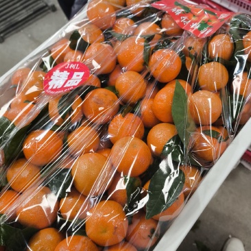 正宗桂林砂糖橘！大量上市现摘现发对接各大平台批发市场！