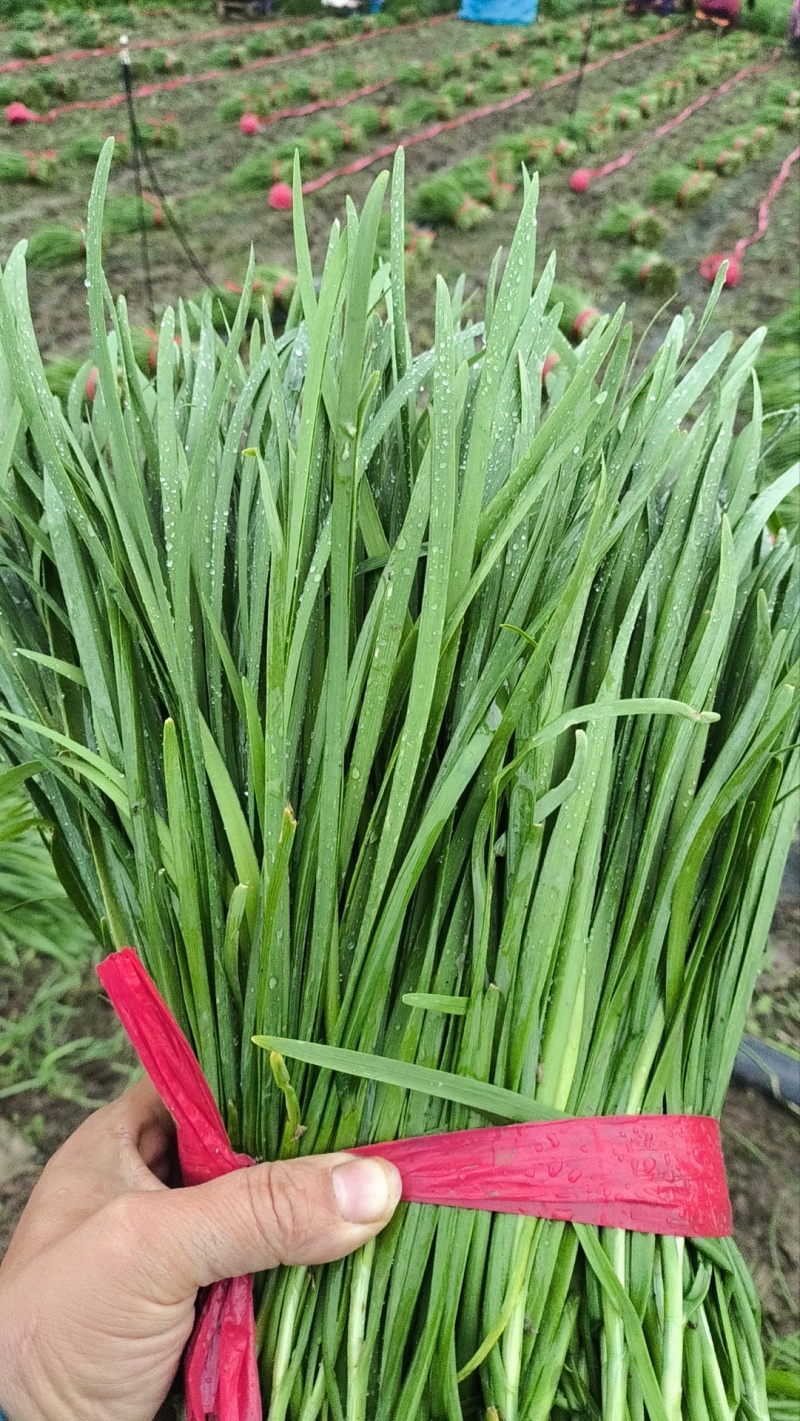 精品韭菜