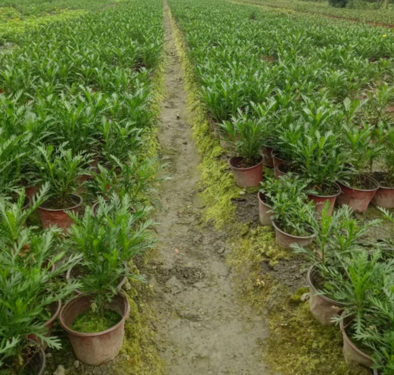 成都黄金菊批发成都苗木基地供应各类规格黄金菊基地