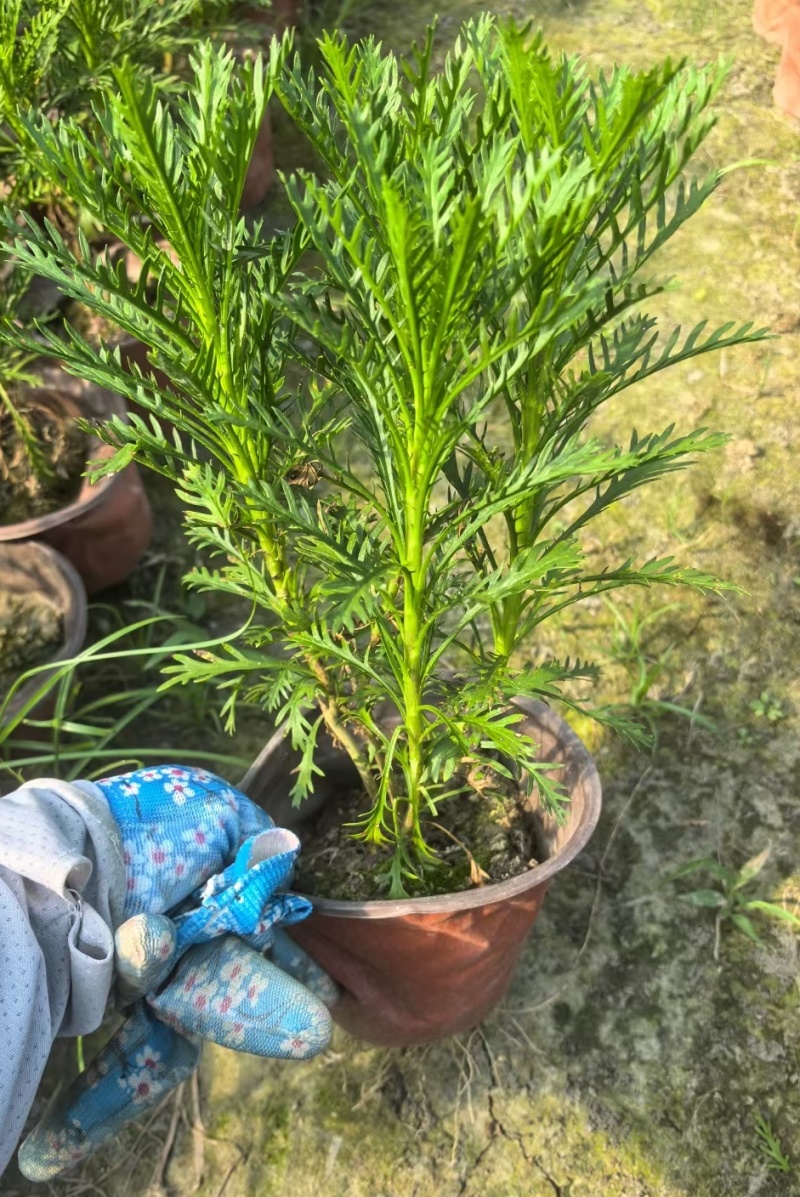 成都黄金菊批发成都苗木基地供应各类规格黄金菊基地