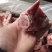 多肉猪棒骨，个头均匀，颜色鲜亮，根根漏骨髓，带肉多