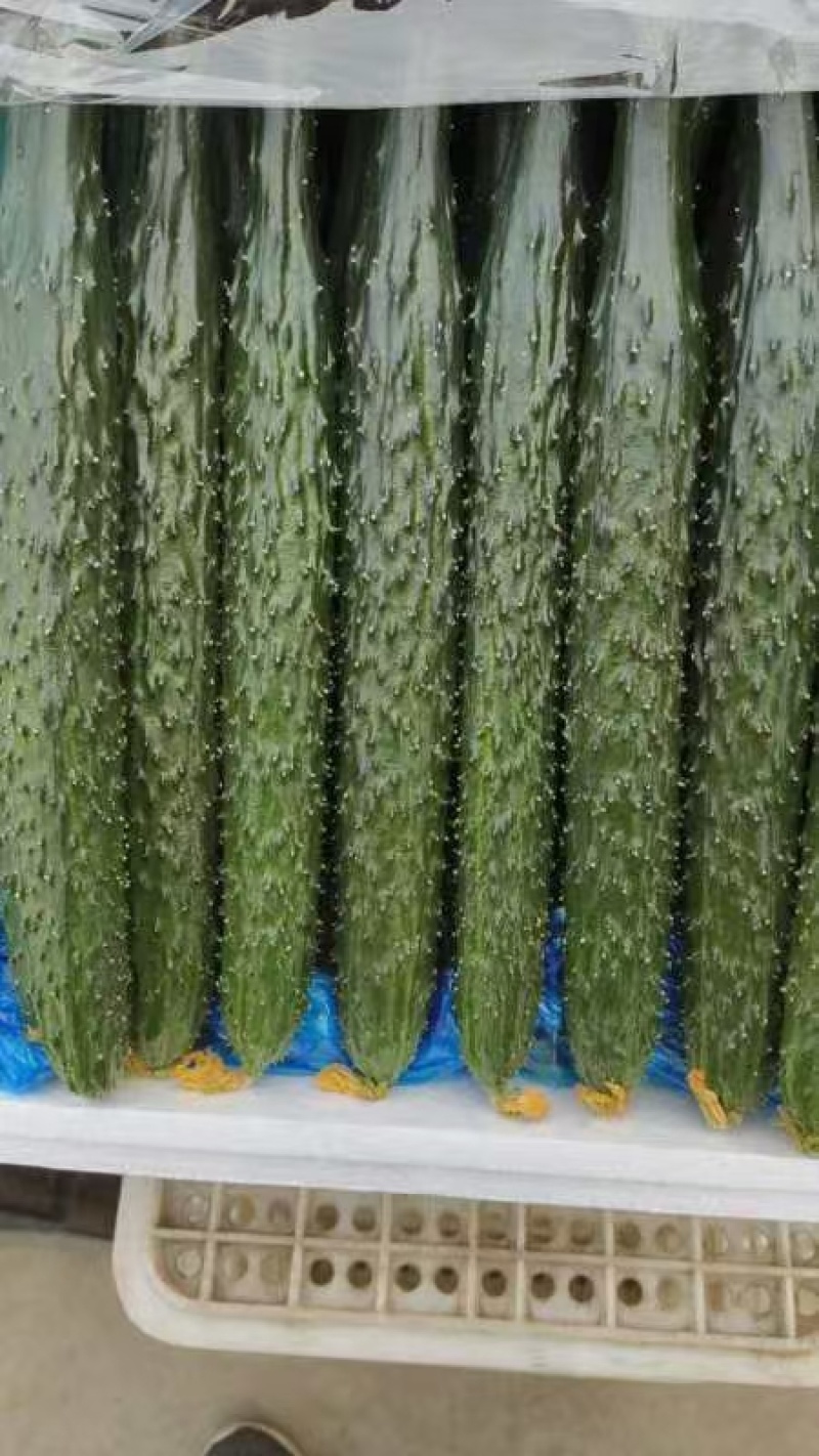 黄瓜，邯郸发货，大量有货，支持视频看货，价格低！