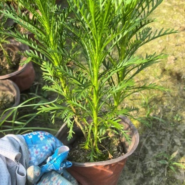重庆黄金菊批发重庆苗木基地供应各类规格黄金菊基地