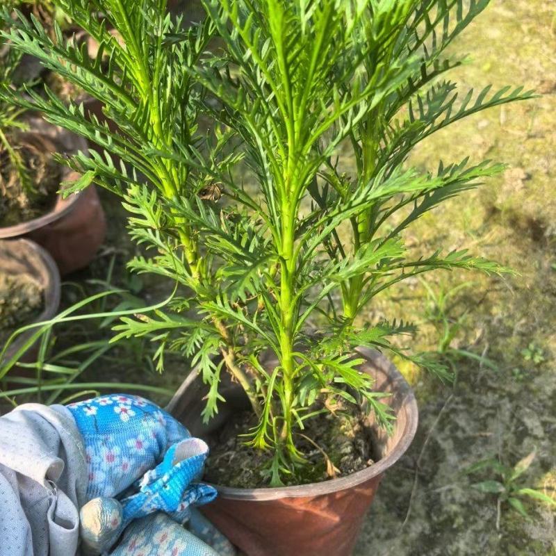 重庆黄金菊批发重庆苗木基地供应各类规格黄金菊基地