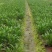 重庆黄金菊批发重庆苗木基地供应各类规格黄金菊基地