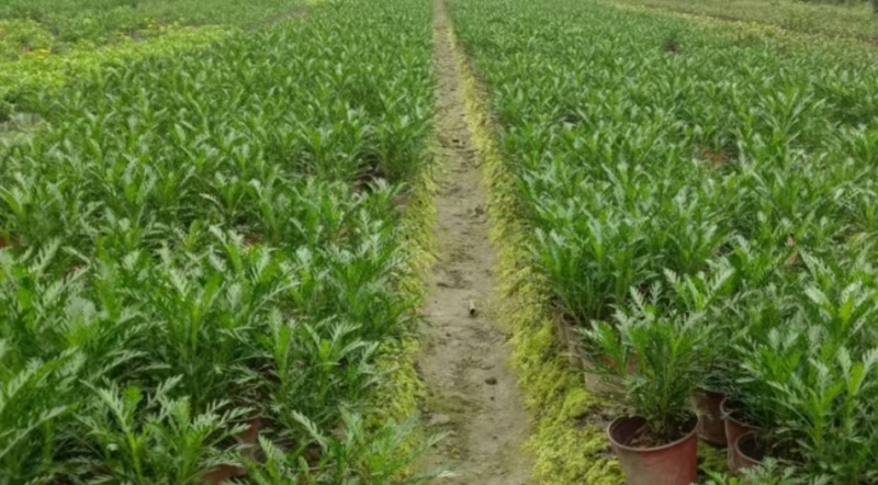 重庆黄金菊批发重庆苗木基地供应各类规格黄金菊基地