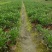 重庆黄金菊批发重庆苗木基地供应各类规格黄金菊基地