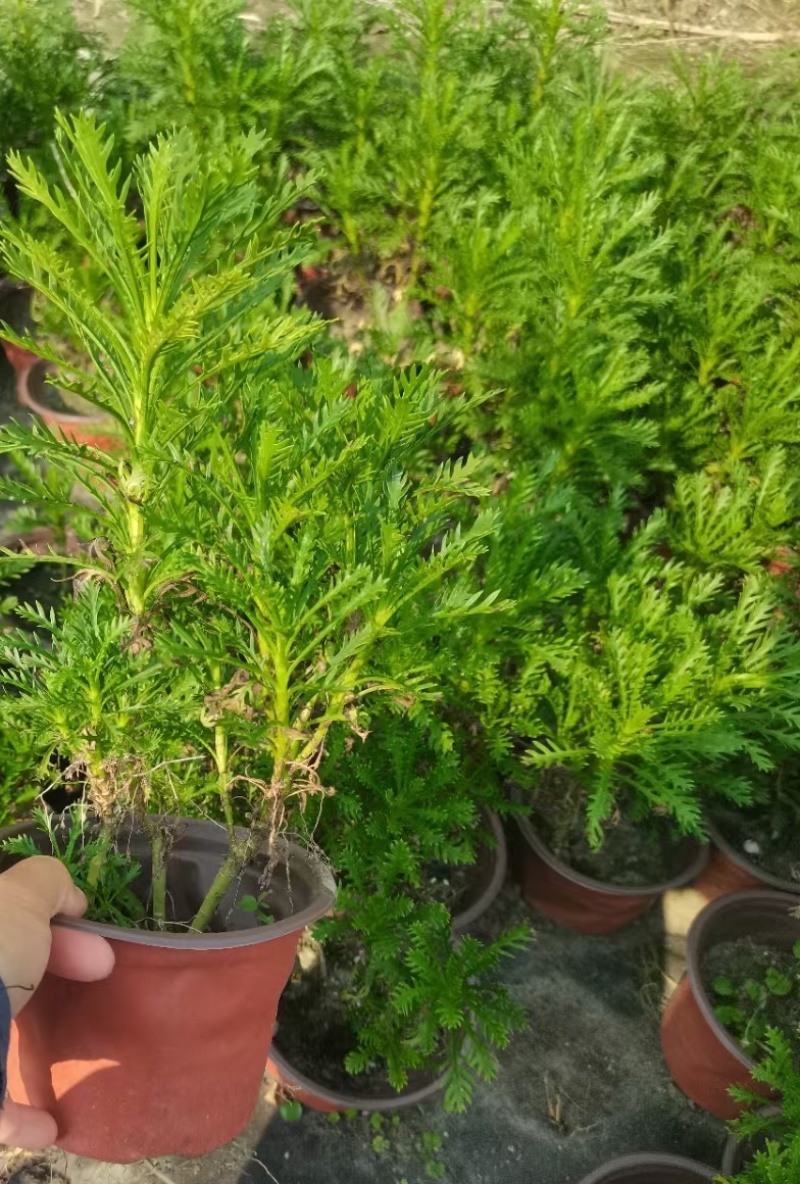 重庆黄金菊批发重庆苗木基地供应各类规格黄金菊基地