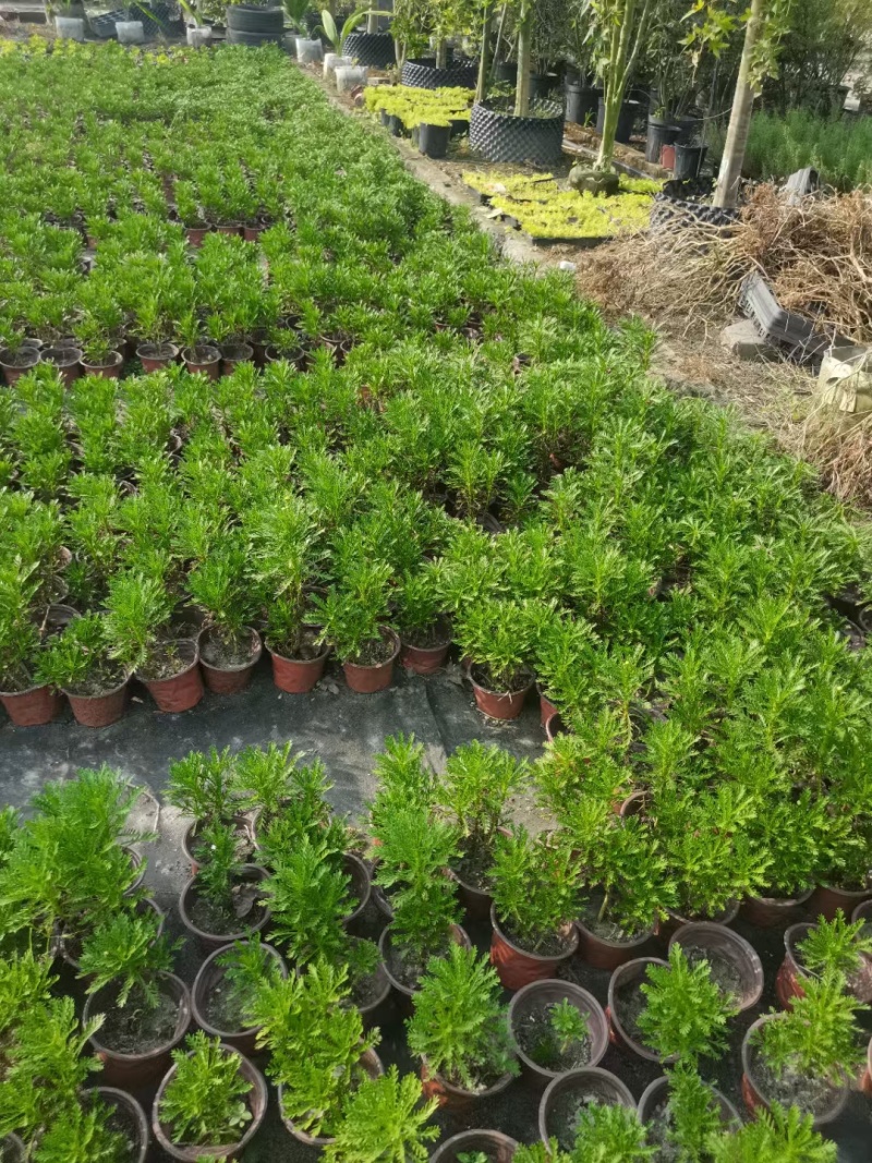 重庆黄金菊批发重庆苗木基地供应各类规格黄金菊基地