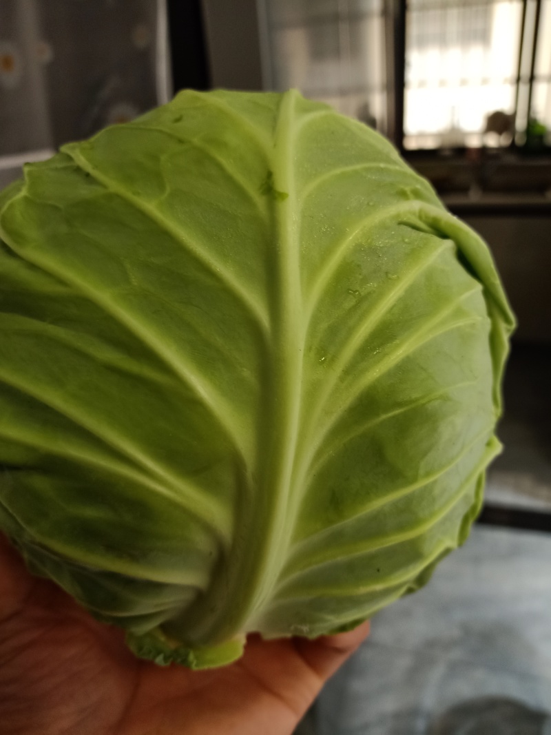 供应甘蓝
