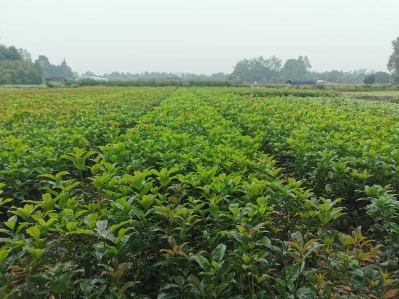 成都四季桂（佛顶珠）批发成都苗木基地供应各类规格四季桂