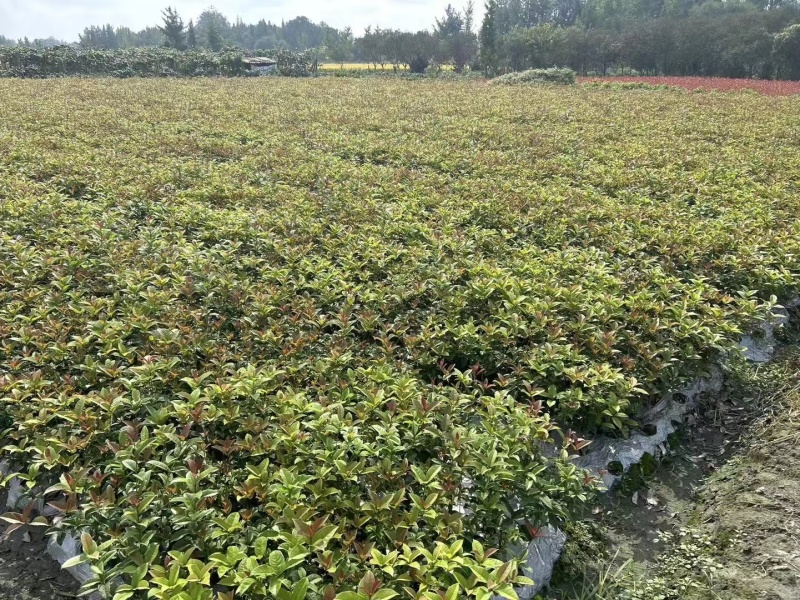 成都四季桂（佛顶珠）批发成都苗木基地供应各类规格四季桂