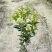 贵州四季桂（佛顶珠）批发贵州苗木基地供应各类四季桂