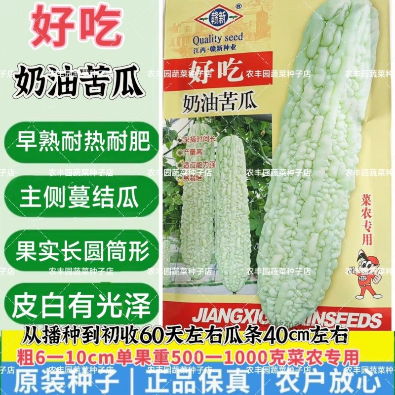 好吃奶油苦瓜种子早熟耐热苦瓜种子长圆筒形皮白有光泽白苦瓜