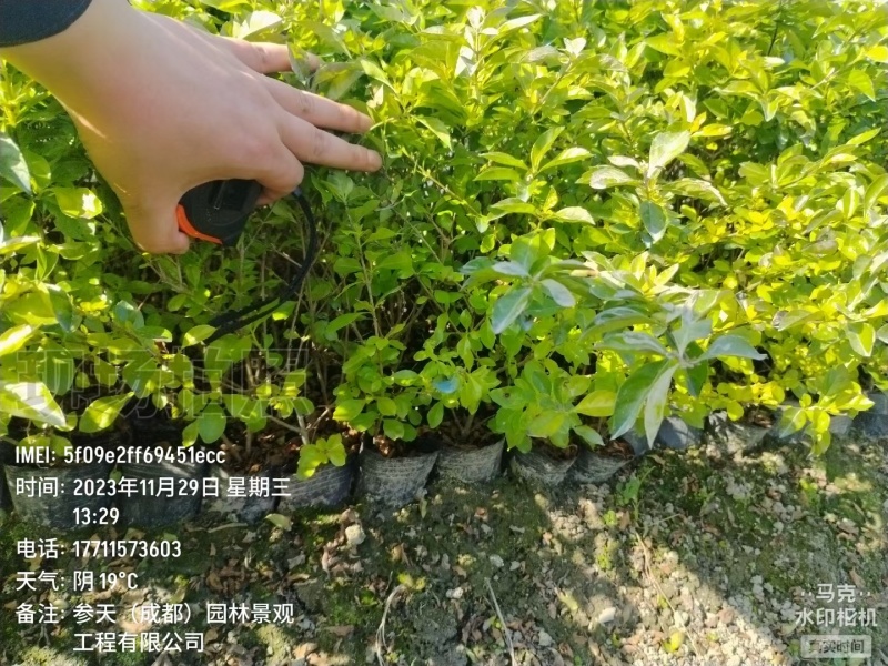 贵州金叶假连翘批发贵州苗木基地供应各类规格金叶假连翘