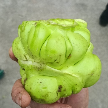 涪陵榨菜