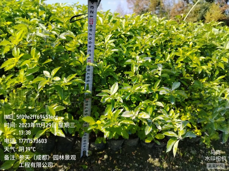 重庆金叶假连翘批发重庆苗木基地供应各类规格金叶假连翘