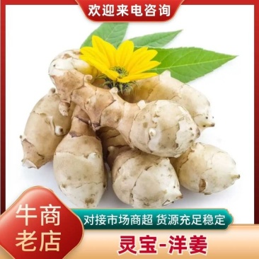 灵宝_洋姜现挖洋姜优质货源欢迎全国各地客商收购