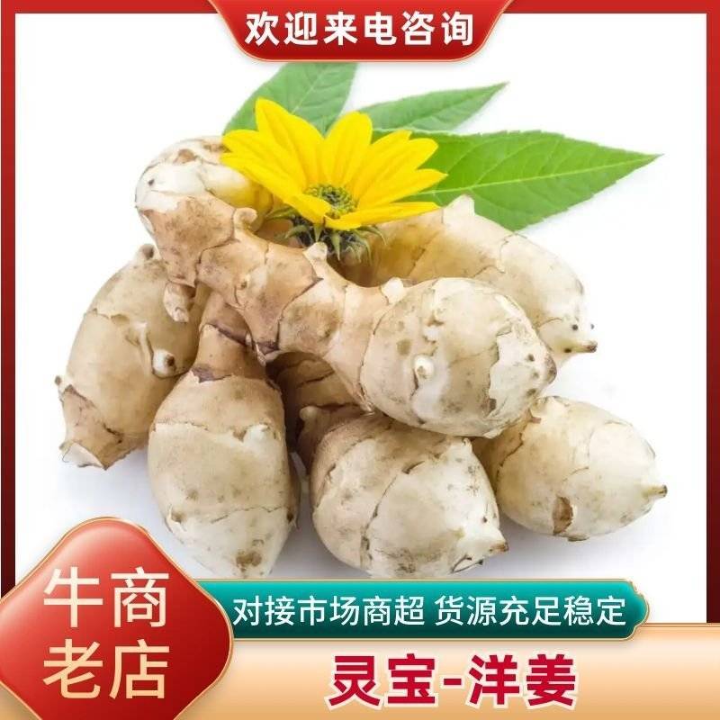 灵宝_洋姜现挖洋姜优质货源欢迎全国各地客商收购
