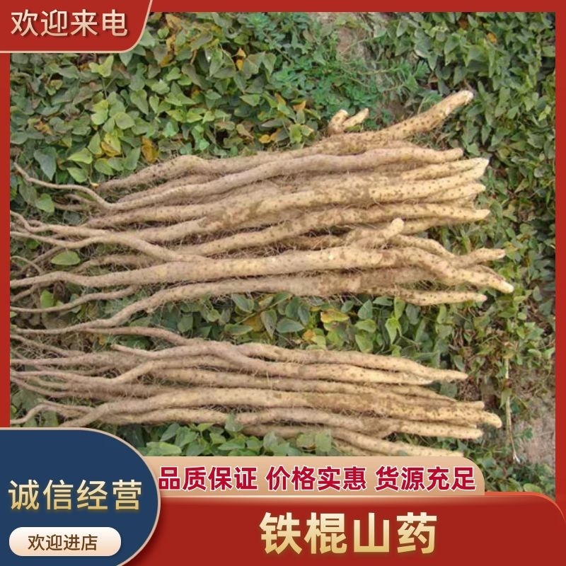 正宗铁棍山药原产地直发欢迎全国各地货商收购