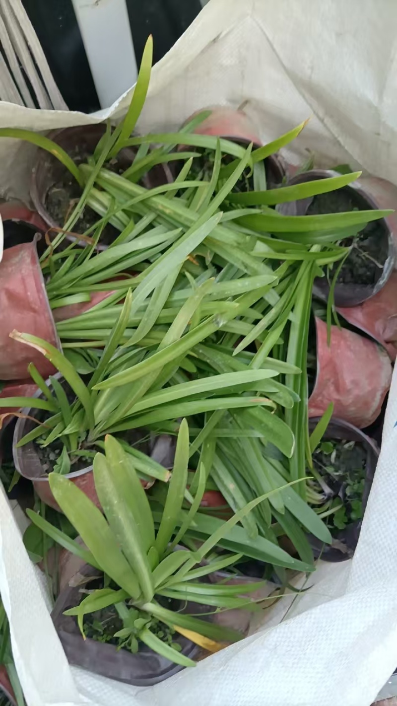 贵州百子莲批发贵州苗木基地供应各类规格百子莲基地