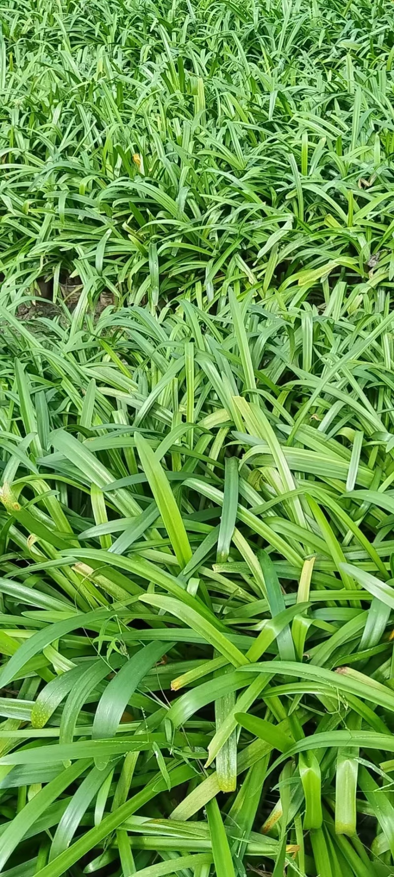 贵州百子莲批发贵州苗木基地供应各类规格百子莲基地