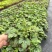 重庆矾根批发重庆苗木基地供应各类规格矾根基地