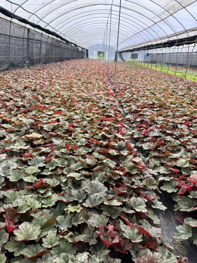 重庆矾根批发重庆苗木基地供应各类规格矾根基地