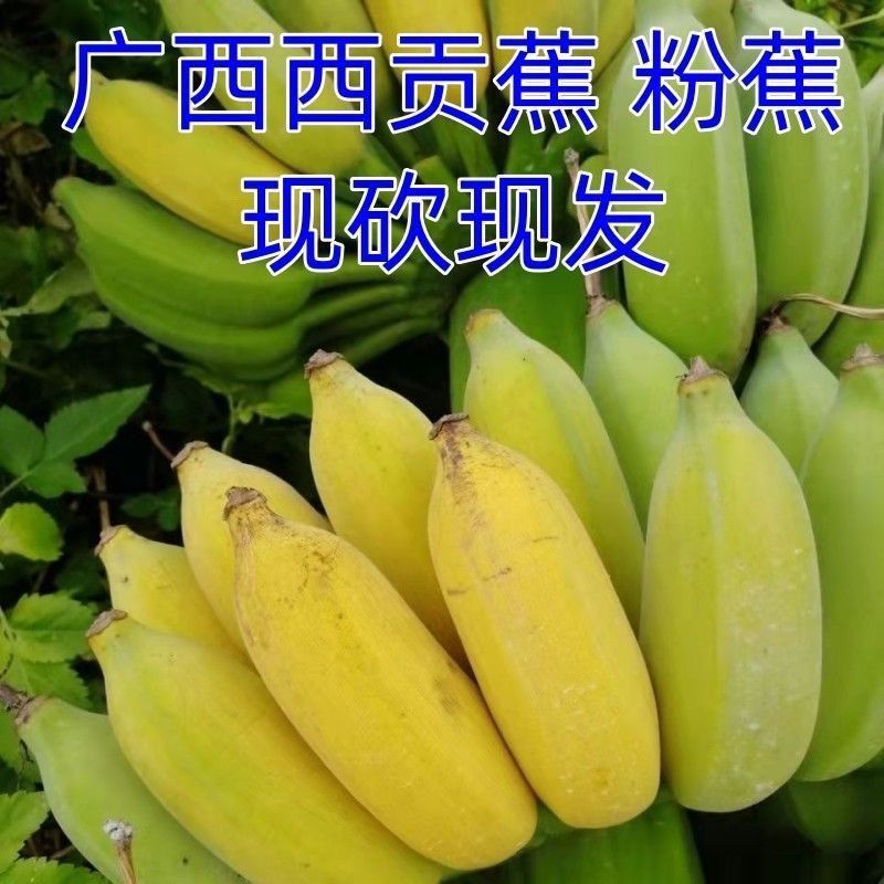 广西粉蕉新鲜当季水果非苹果香蕉芭蕉小米蕉皇帝蕉甜糯即食自然熟