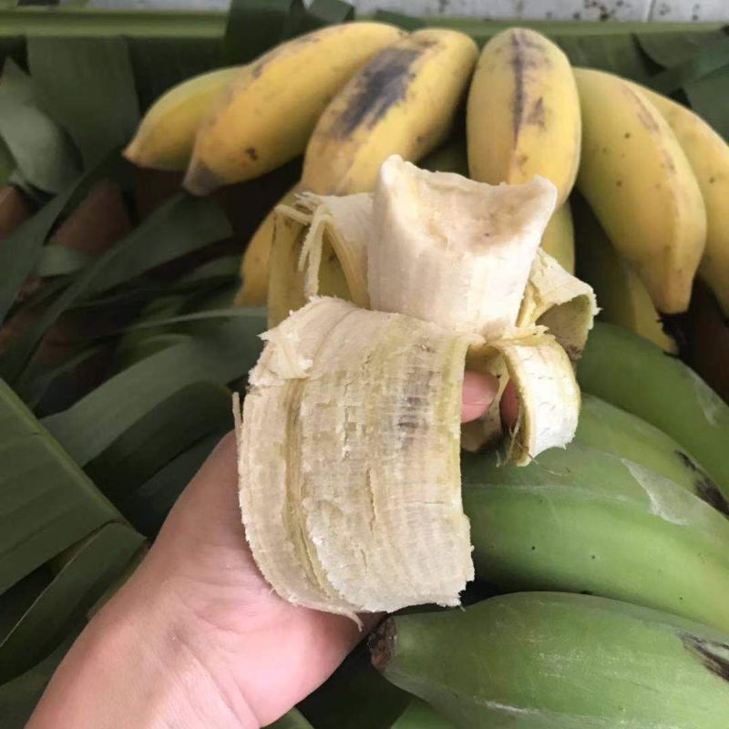 广西粉蕉新鲜当季水果非苹果香蕉芭蕉小米蕉皇帝蕉甜糯即食自然熟