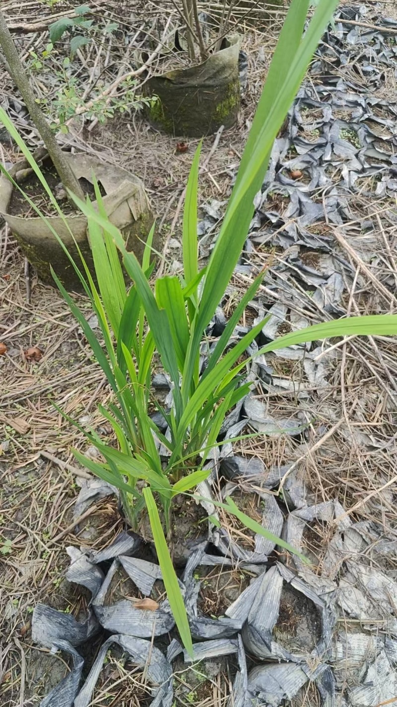 贵州火星花批发贵州苗木基地供应各类规格火星花基地