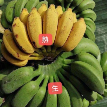 广西粉蕉新鲜当季水果非苹果香蕉芭蕉小米蕉皇帝蕉甜糯即食自