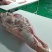 屠宰场新鲜牛肉，全国可发，手续齐全常年供应品质好价格优惠