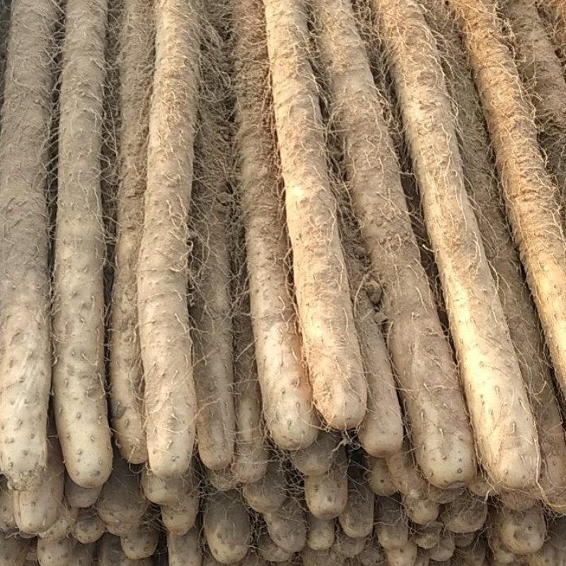 铁棍山药