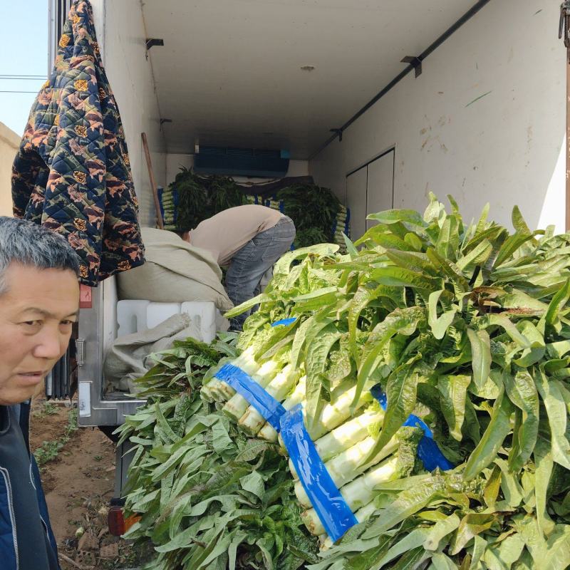 莴苣大量上市中，货源充足，质量好，欢迎前来考察发货
