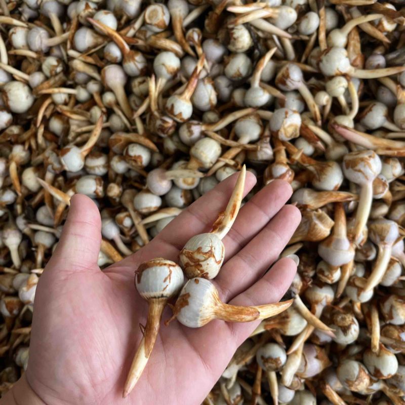 云南精品蓝皮小号茨菇大量上市货量充足产地直销