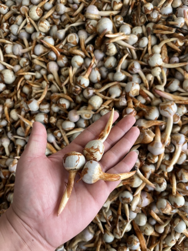 云南精品蓝皮小号茨菇大量上市货量充足产地直销