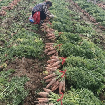 精品红萝卜大量有货，代收代发，全国发货，欢迎来电咨询