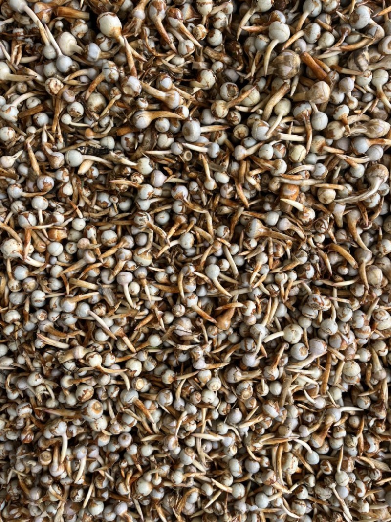 云南精品蓝皮小号茨菇大量上市货量充足产地直销