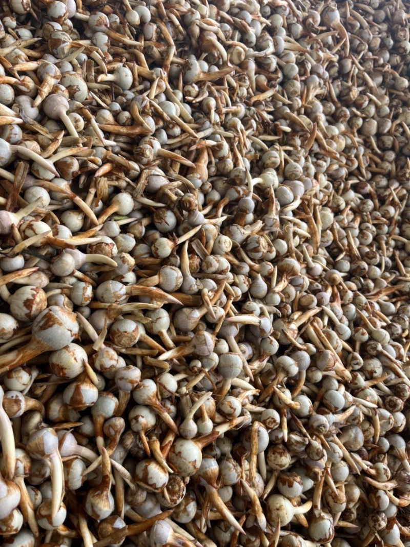 云南精品蓝皮小号茨菇大量上市货量充足产地直销