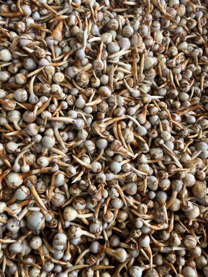 云南精品蓝皮小号茨菇大量上市货量充足产地直销