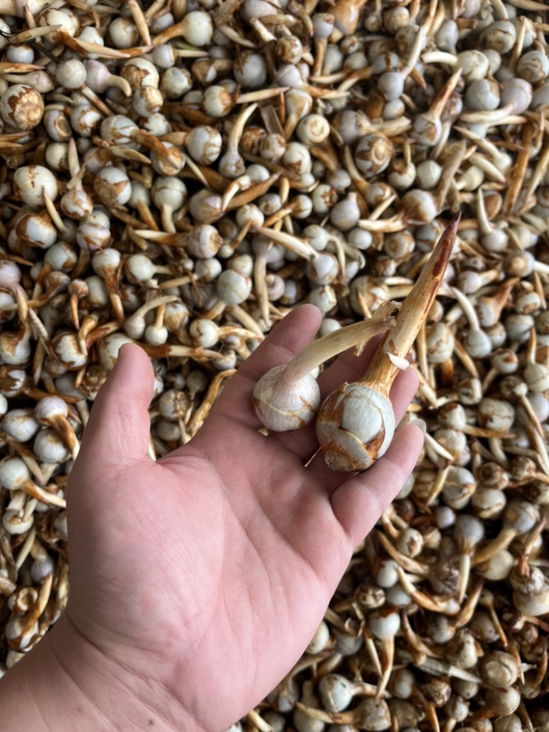 云南精品蓝皮小号茨菇大量上市货量充足产地直销