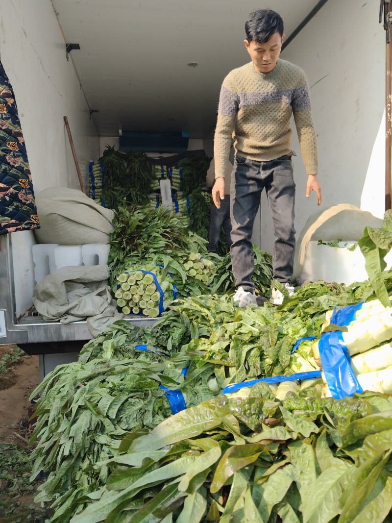 莴苣大量上市中，货源充足，质量好，欢迎前来考察发货