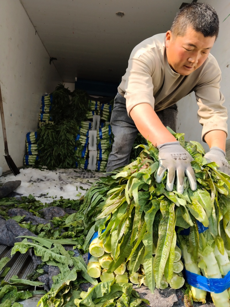 莴苣大量上市中，货源充足，质量好，欢迎前来考察发货