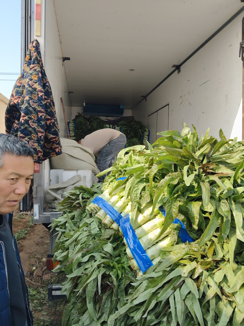 莴苣大量上市中，货源充足，质量好，欢迎前来考察发货