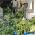莴苣大量上市中，货源充足，质量好，欢迎前来考察发货