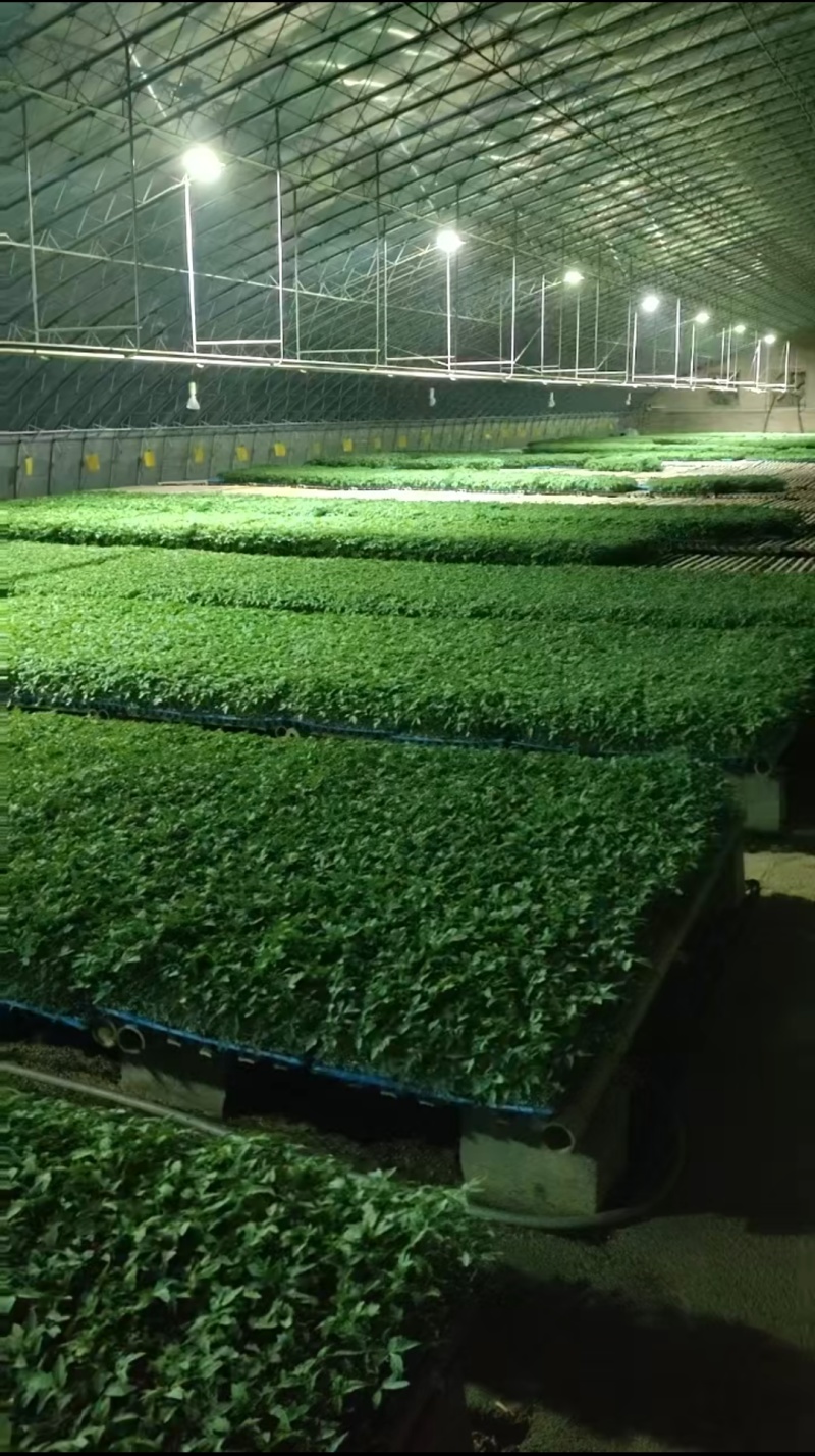 大红番茄种子抗根腐病死棵石头果耐运输西红柿种子抗病毒高产