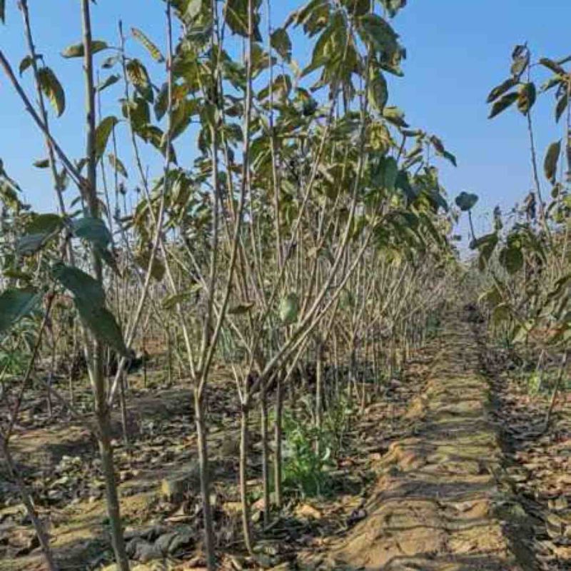 大樱桃苗苗圃基地供货，品质保证，量大从优，欢迎咨询
