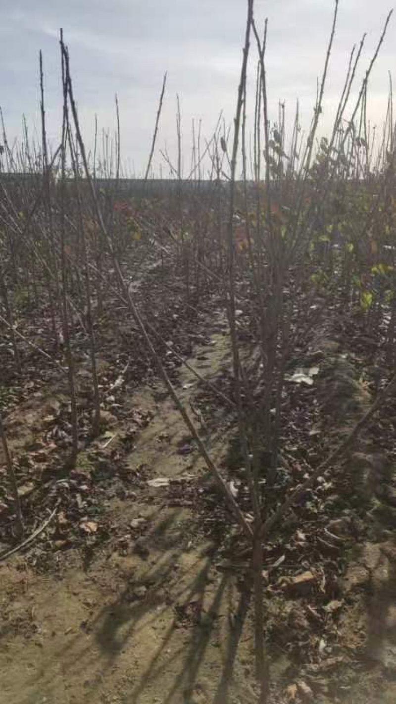 大樱桃苗苗圃基地供货，品质保证，量大从优，欢迎咨询